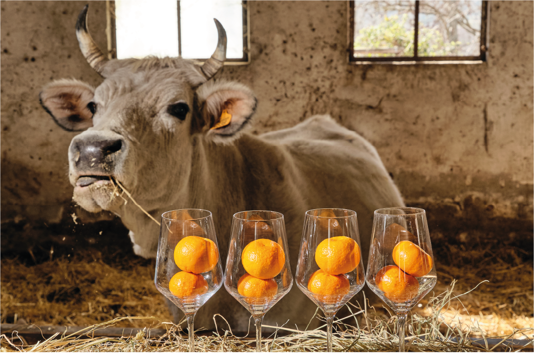 mucca orange_pag pionieri-05